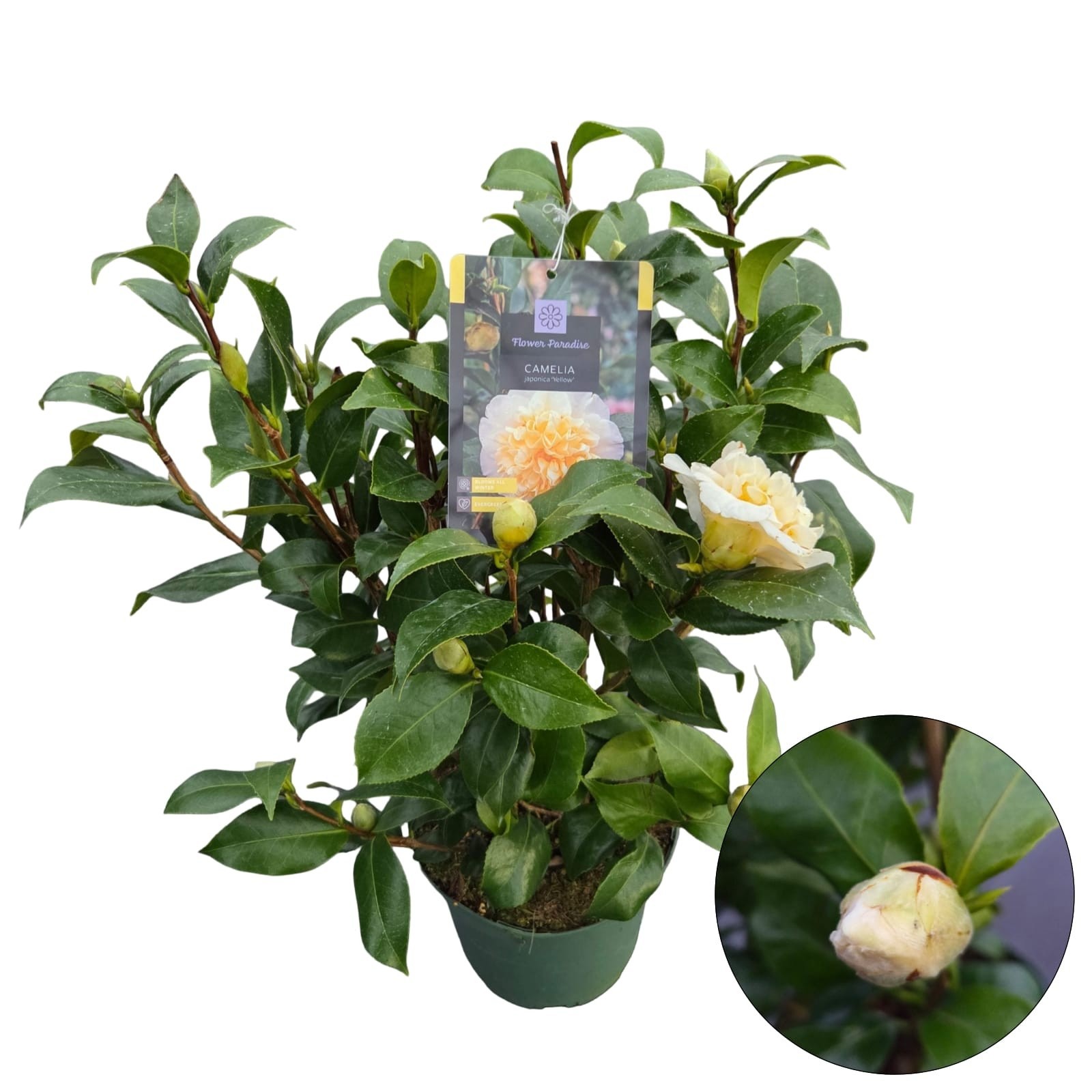 Camellia jap. 'Yellow', D 23
