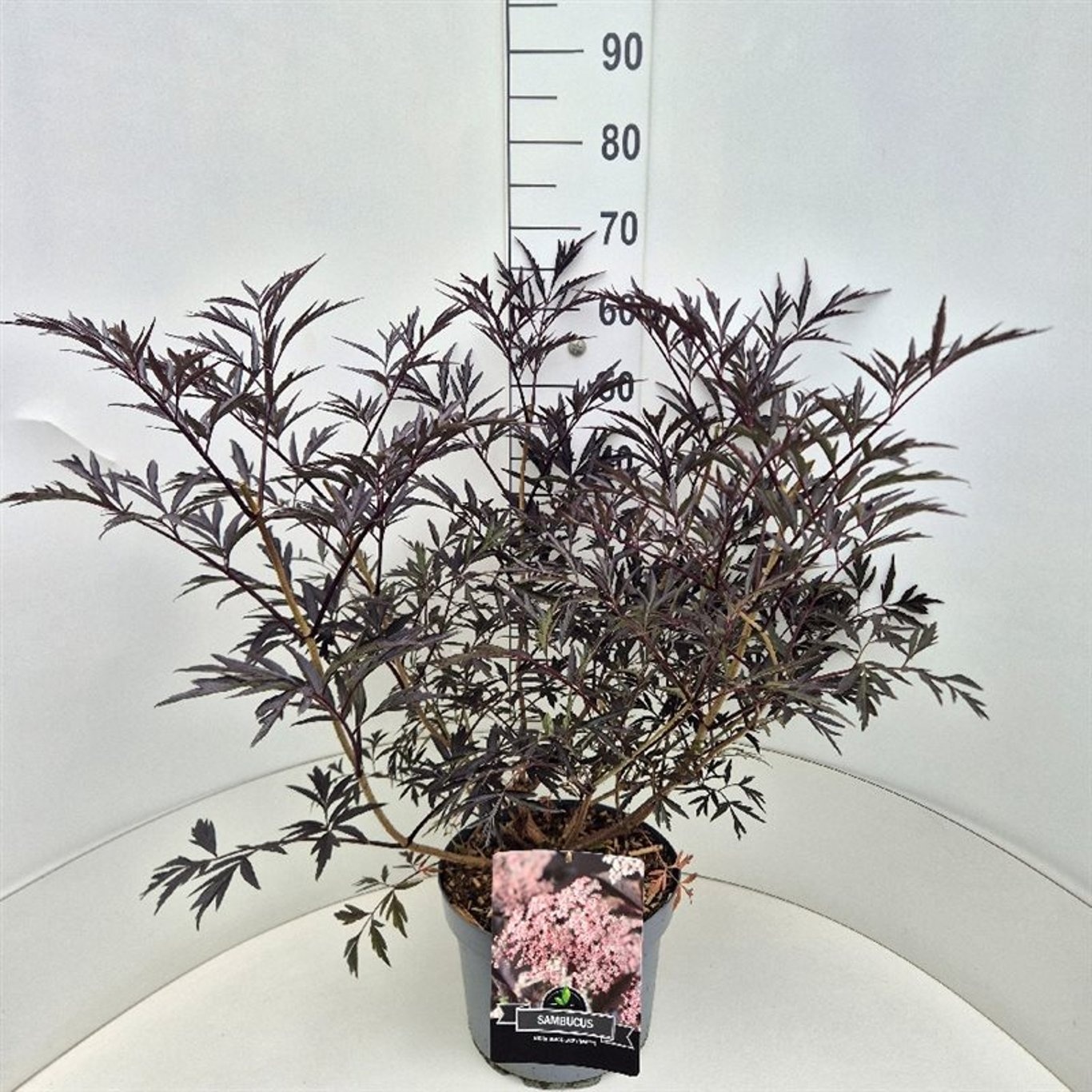 Sambucus nigra 'Black Lace', D 28