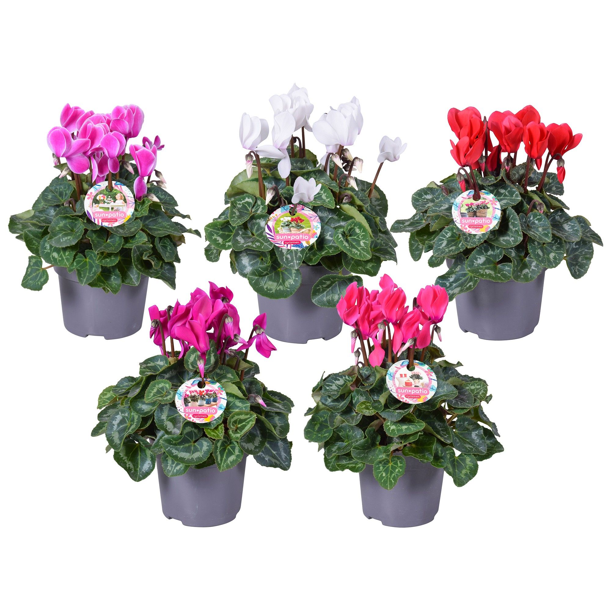 Cycl MIDI patio + et mixkar, D 12