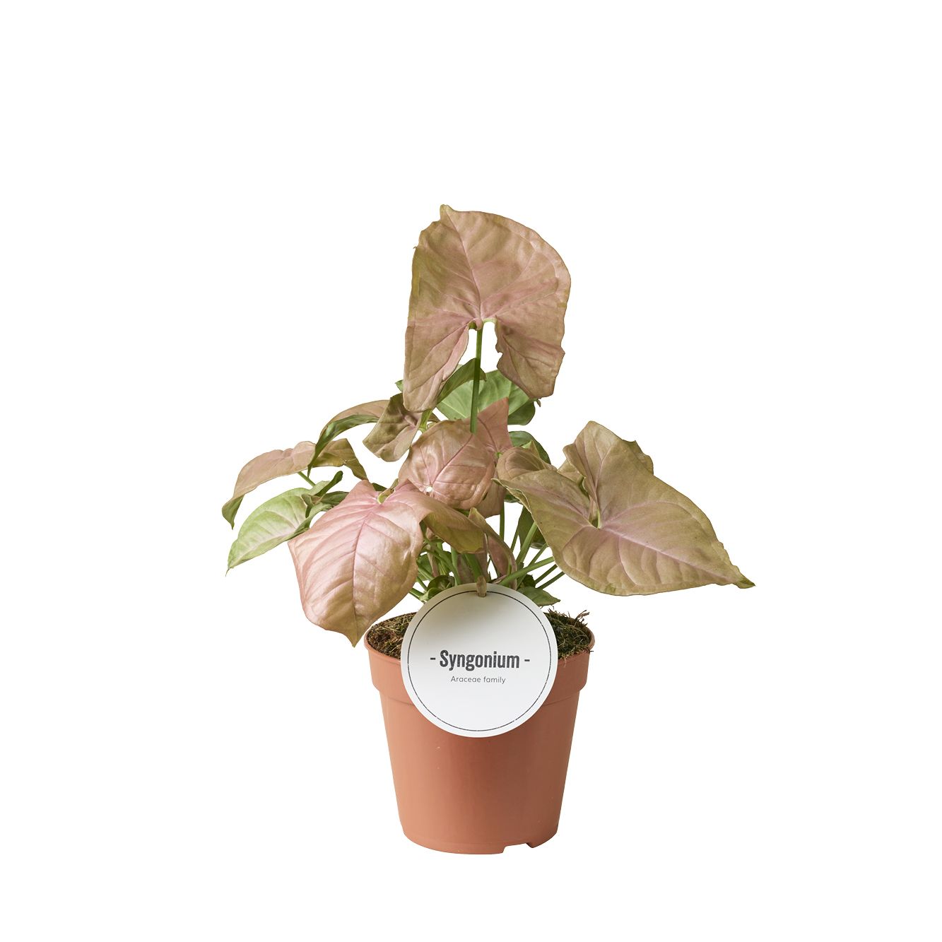 Syngonium Neon, D 12