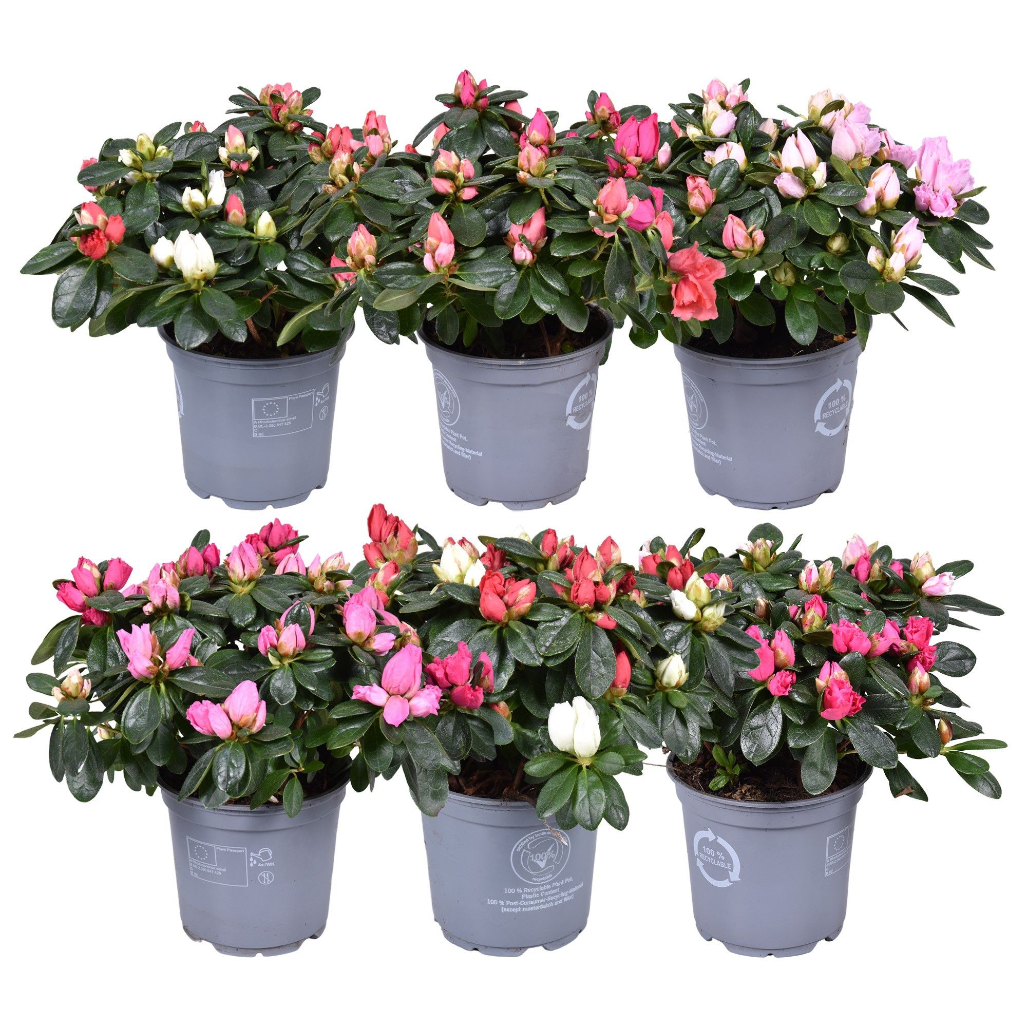 Azalea Vogel Carnaval 2 kleuren per pot, gemengd 12cm, D 12
