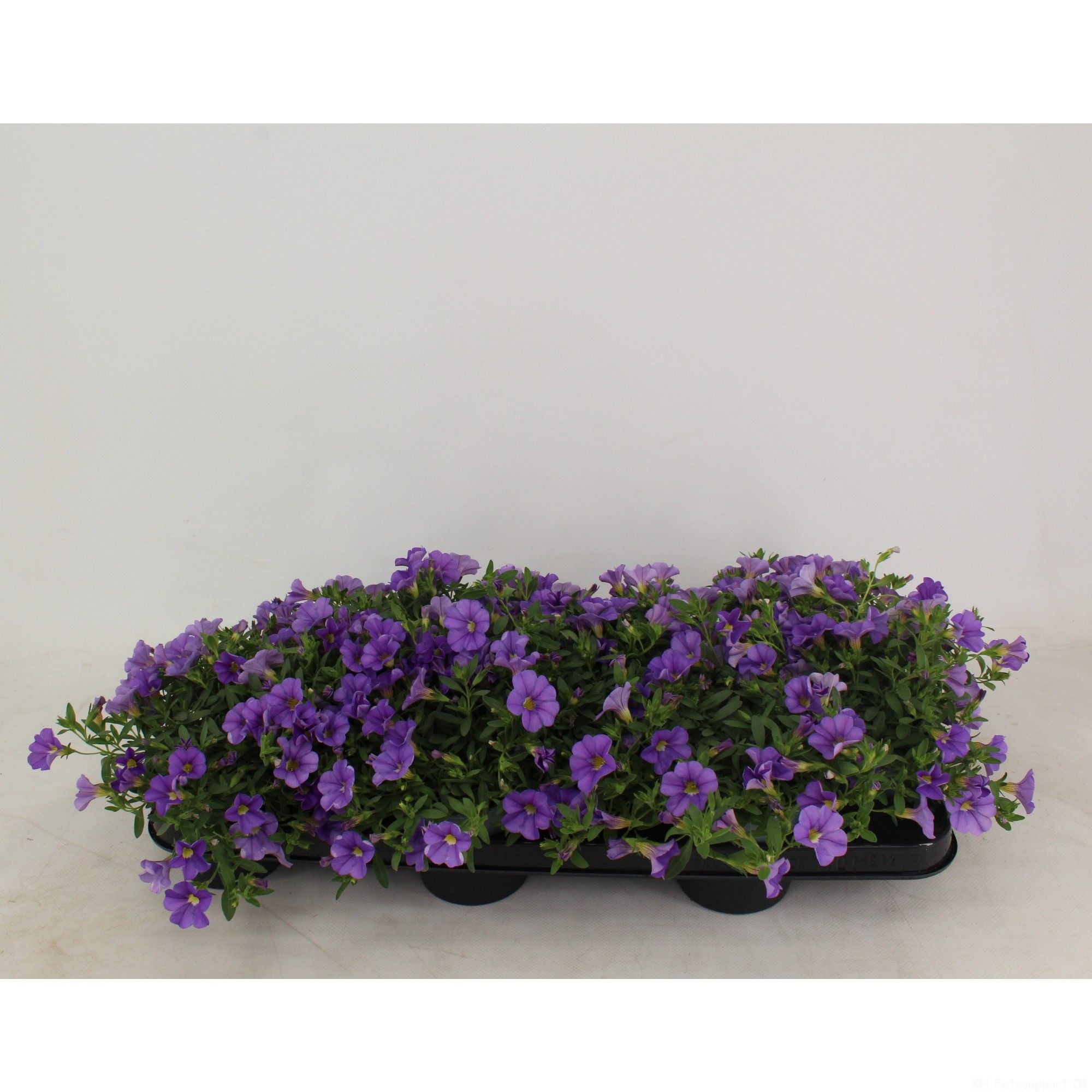 Calibrachoa Minifamous Light Blue, D 10,5