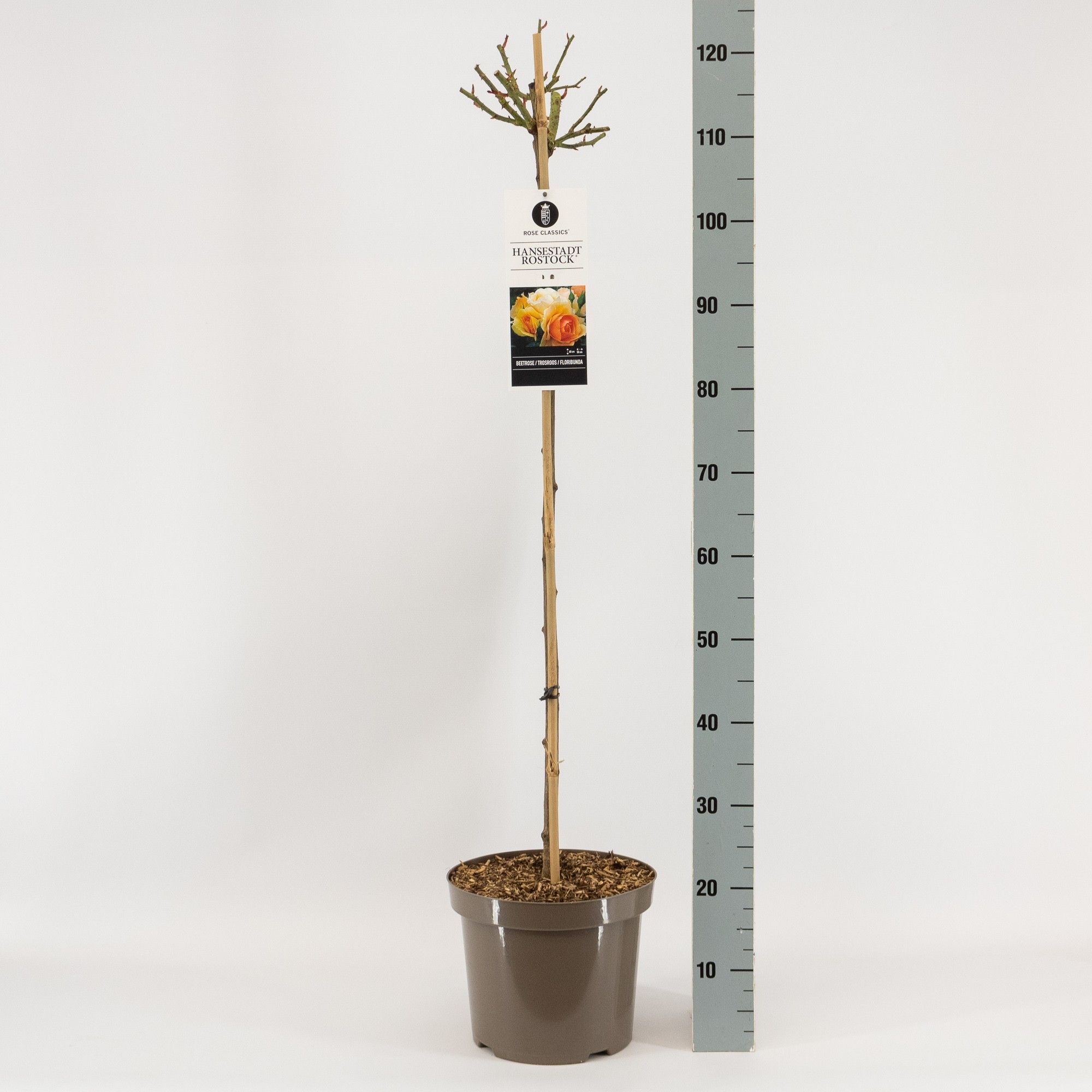 Rosa (F) Hansestadt Rostock ®, stam 90, C7.5, D 26