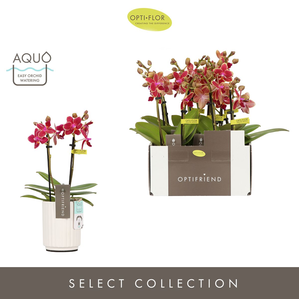 Optifriend Kyra 2 spike in Molise White Aquo, D 7 cm