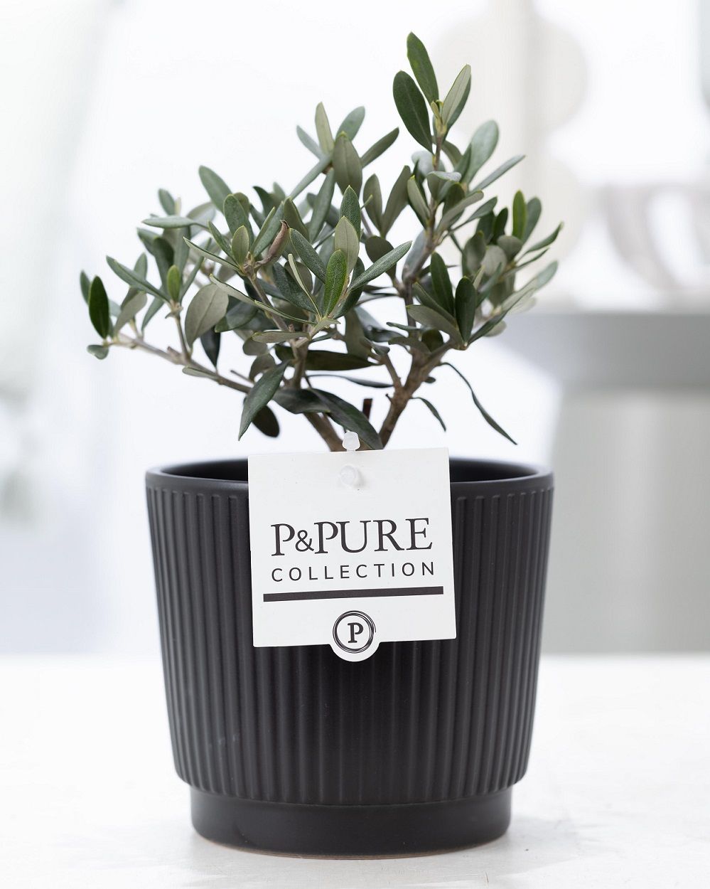 Olea Europaea in P&PURE Liv ceramics matt black, D 12