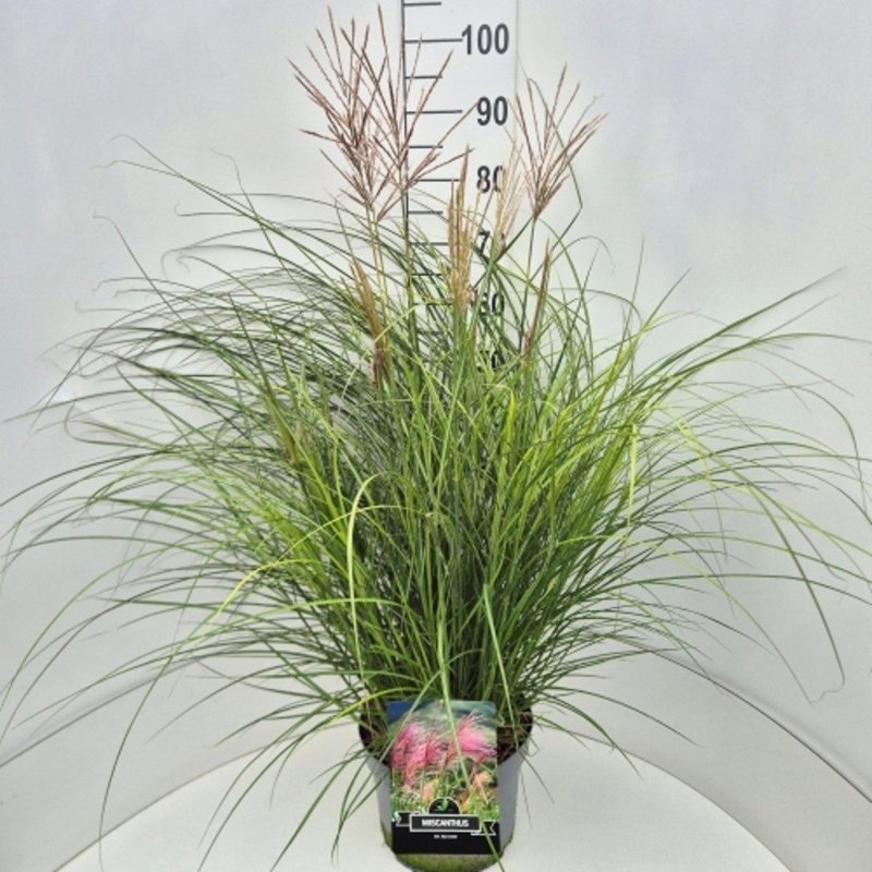 Miscanthus sin. 'Red Chief', D 29