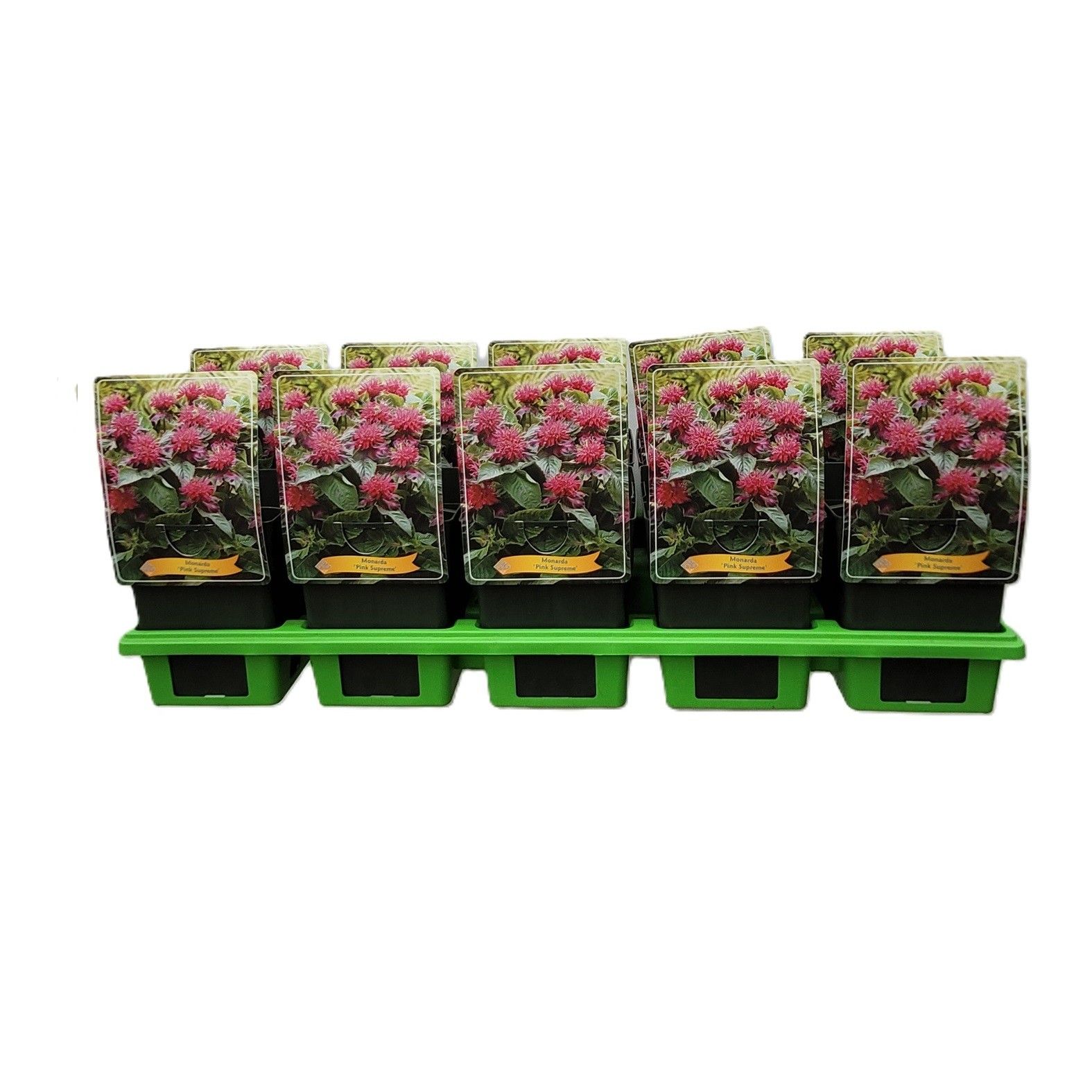 Monarda didya 'Pink Supreme' P11, D 11