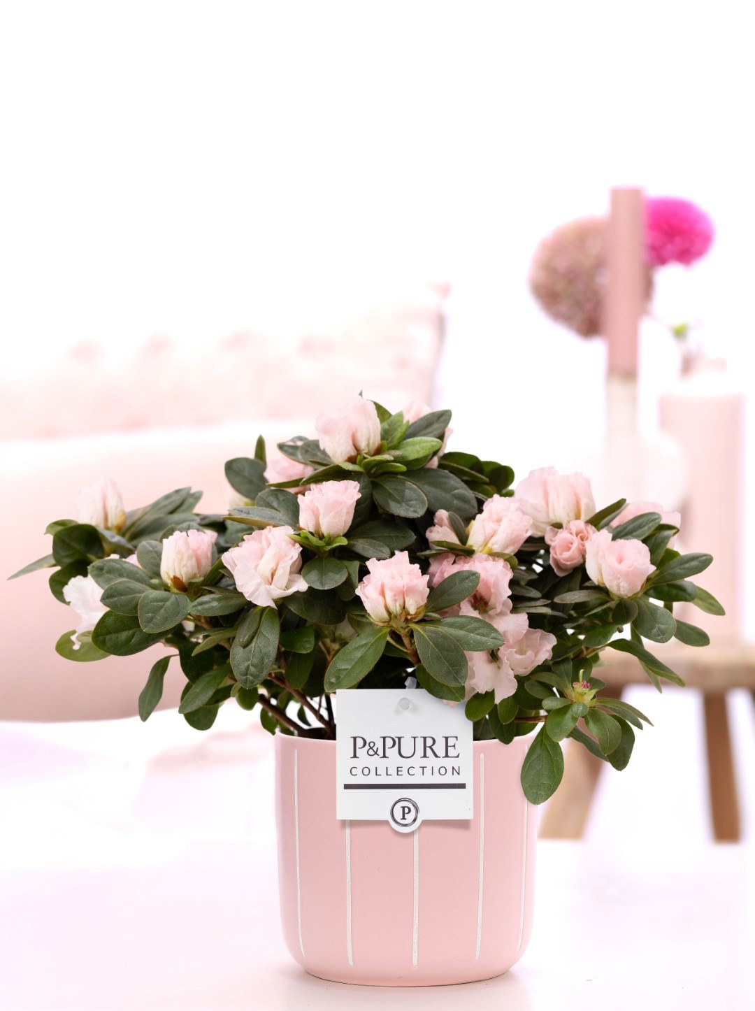 1st class Azalea pink in P&PURE Fleur ceramics, D 12