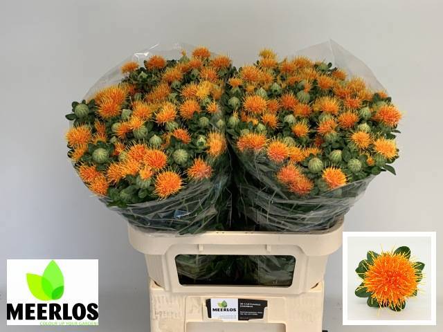 Картамус Занзибар 80 (оранж.), шт.