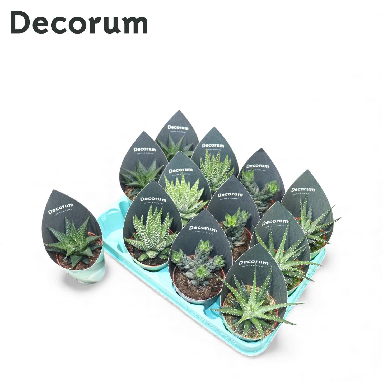Haworthia Mix (4spc.) (decorum), D 8,5