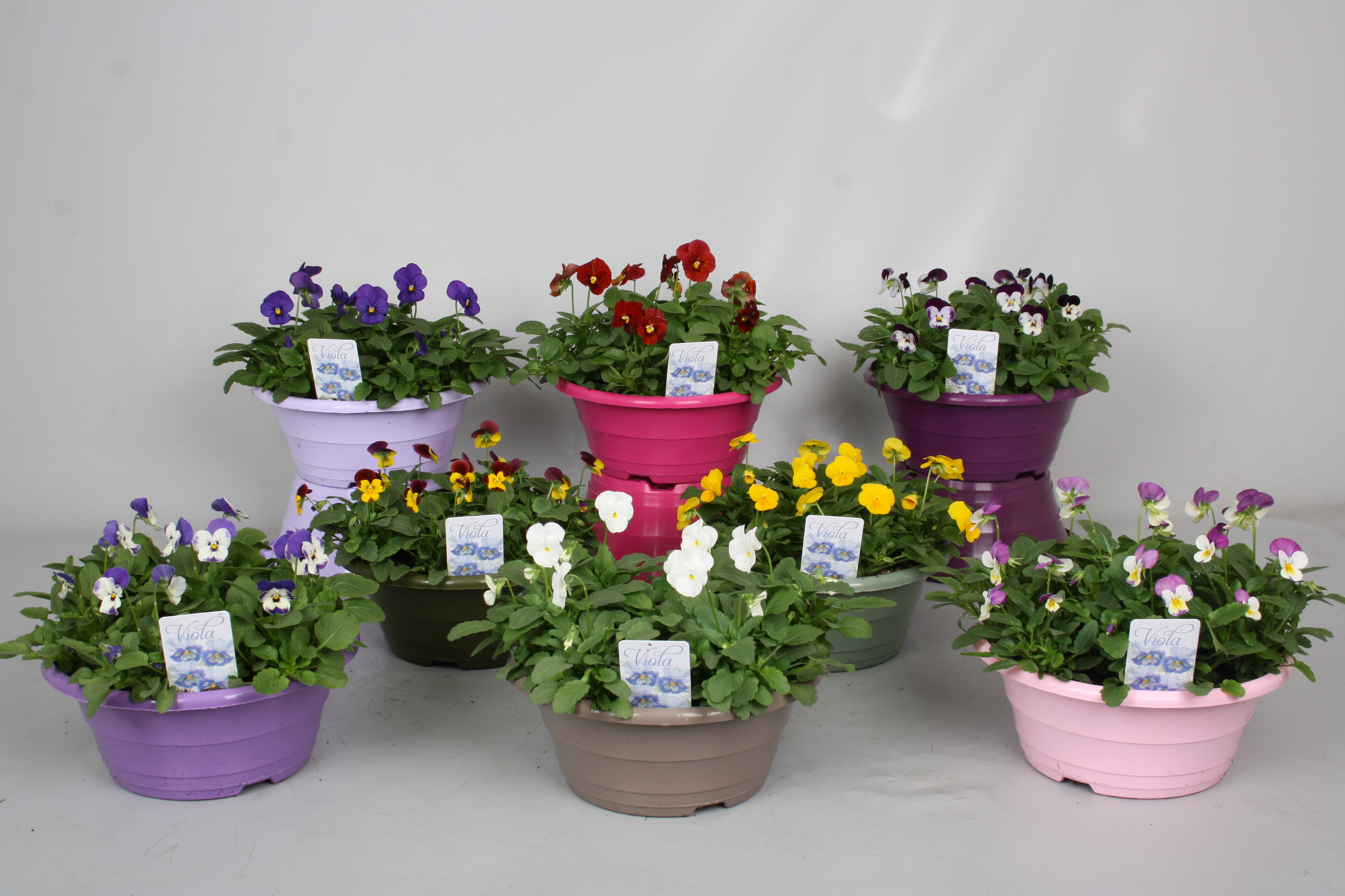 Viola Cornuta gemengde kar, D 23 cm Viola Cornuta gemengde kar, D 23 cm