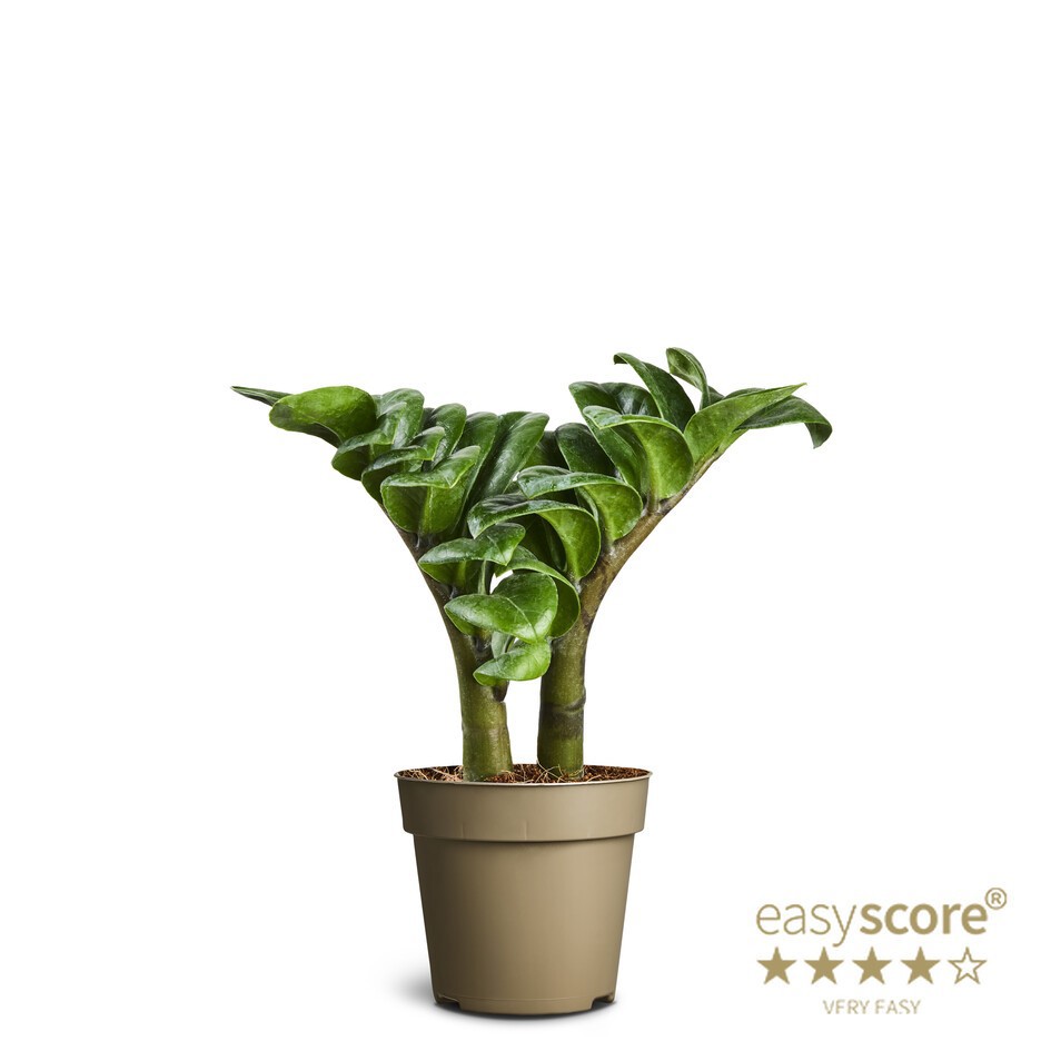 ZAMIOCULCAS ZAMIIFOLIA 'Zamio zenzi', D 9 cm ZAMIOCULCAS ZAMIIFOLIA 'Zamio zenzi', D 9 cm