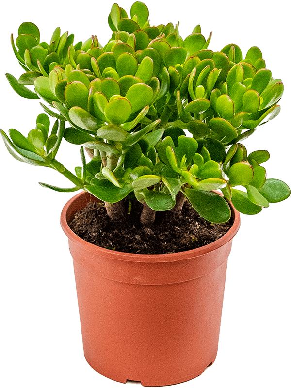 Crassula ovata, D 17