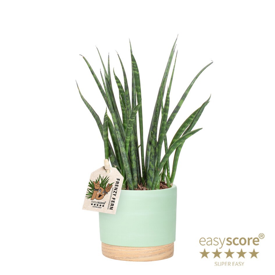 SANSEVIERIA PARVA 41132588 WB Matcha Fernwood, D 12 cm