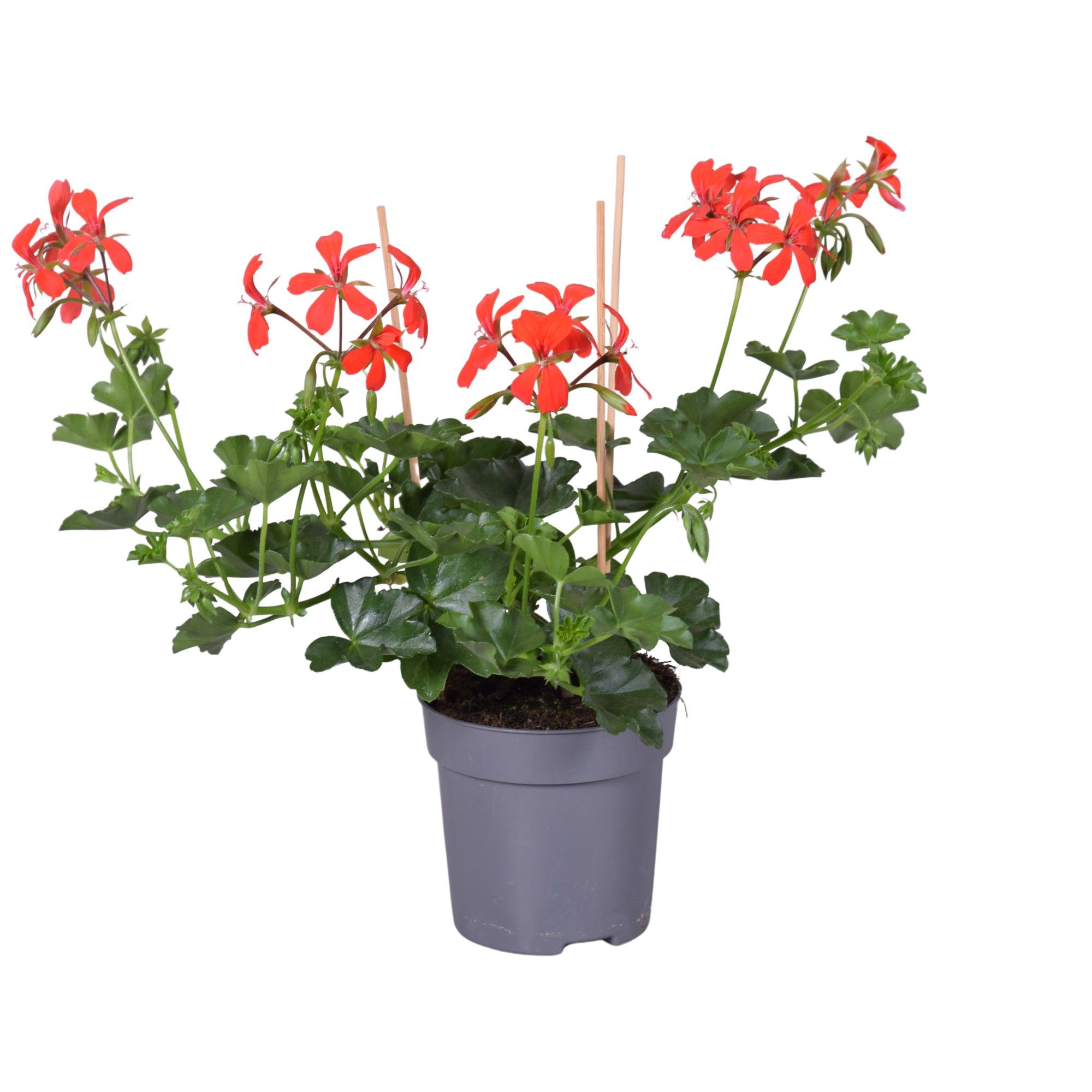 Pel. Peltatum Balcon Rood, D 10,5