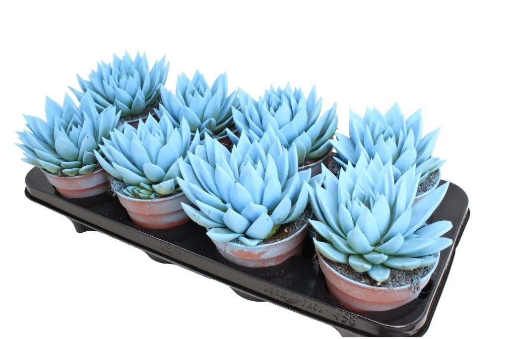 Miranda coloured light blue, D 12