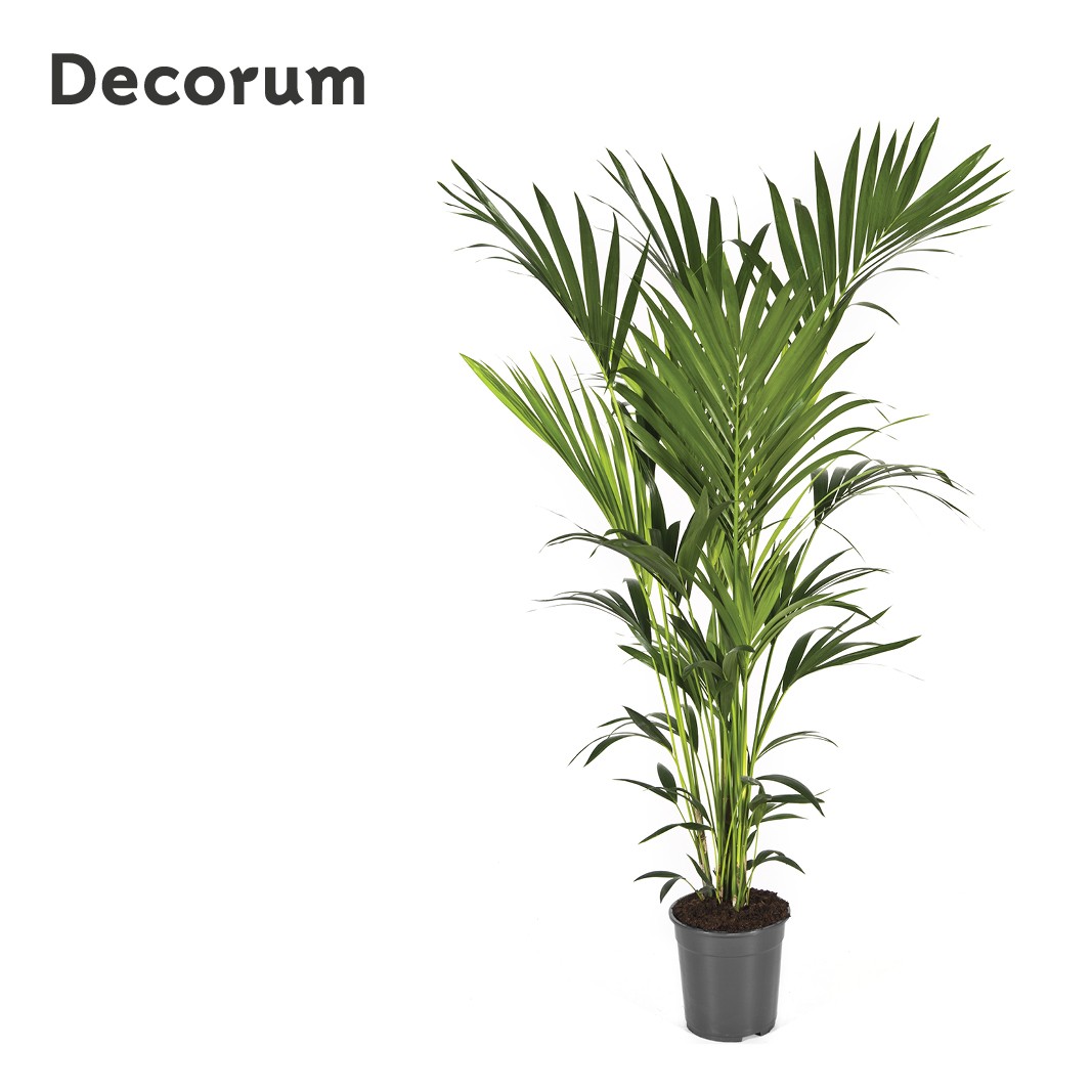 Howea forsteriana 160cm (Kentia) Decorum, D 24