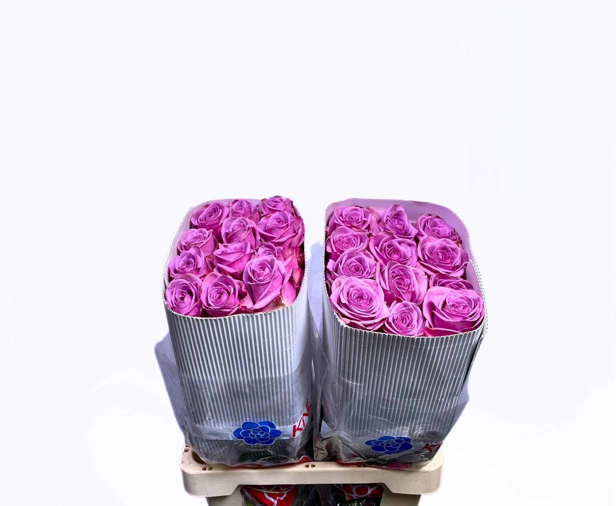 Роза од. Кул Вотер! 60, шт.