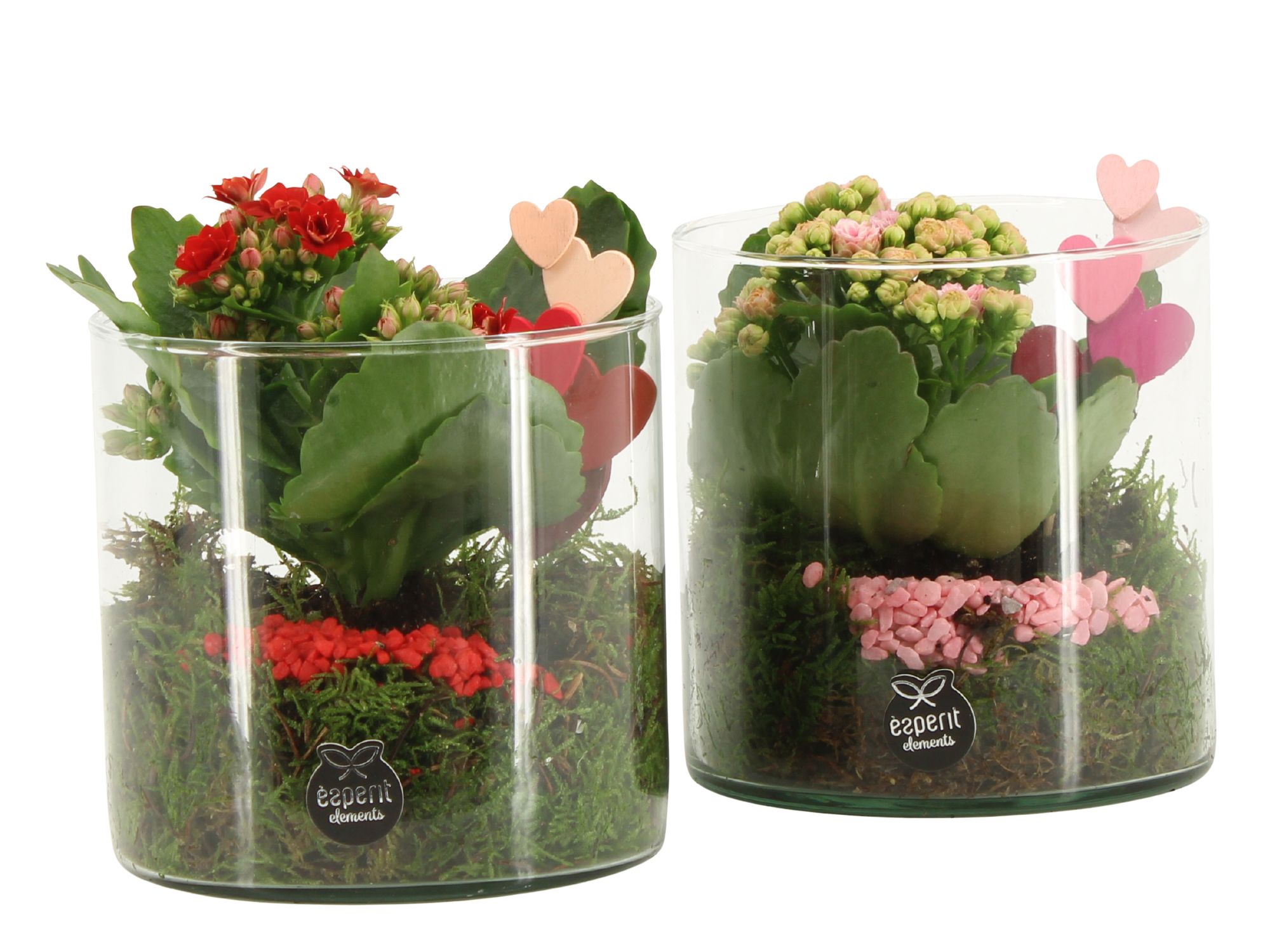 21831: Lovess arrangement, D 12