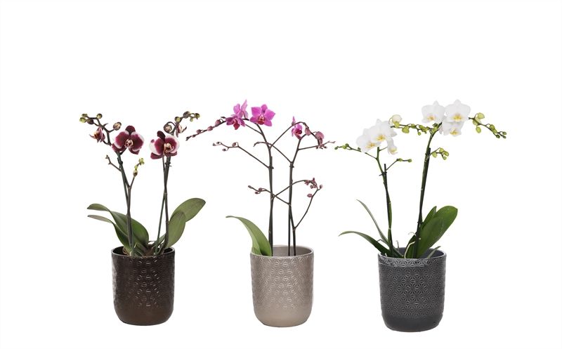 Vera p12 symmetric mix Phal multiflower mix 2T22+, D 12 cm