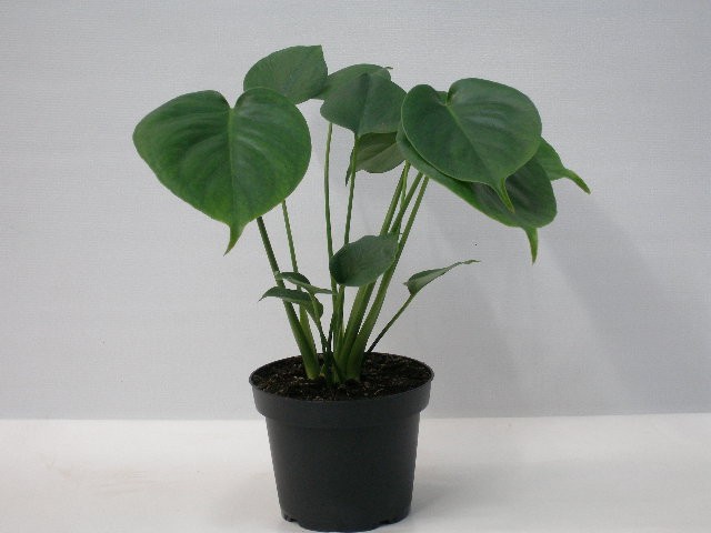 MONSTERA DELICIOSA, D 13