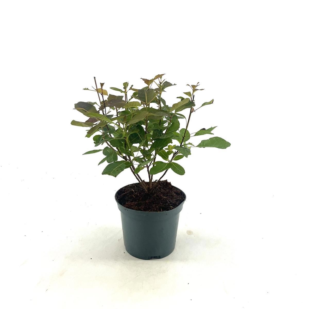 Cotinus 'Ruby Glow', D 17