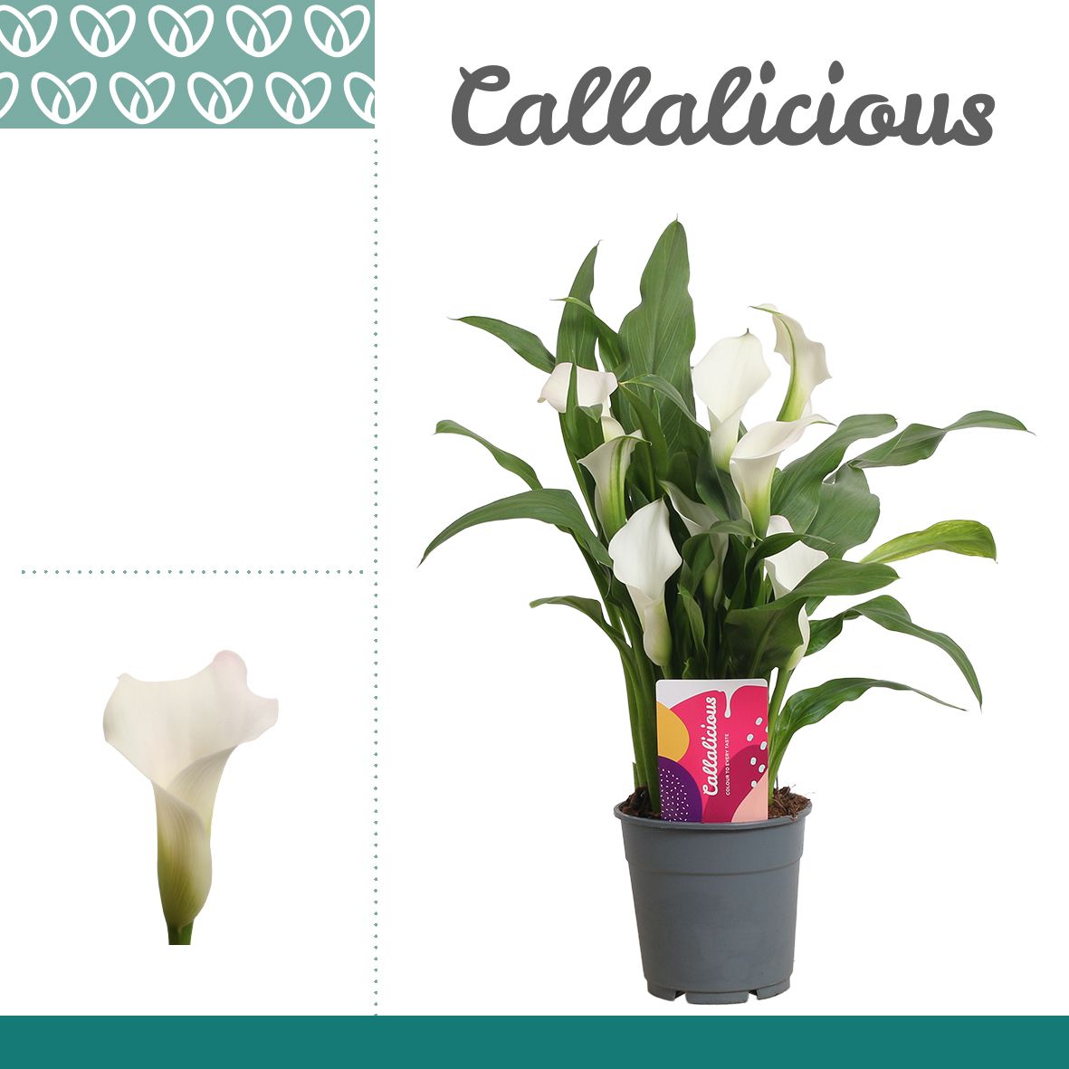 Zantedeschia (Calla) Wit, D 12