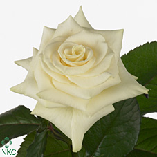 Роза од. Мондиаль 50 (бел.) Ecoflor, шт.