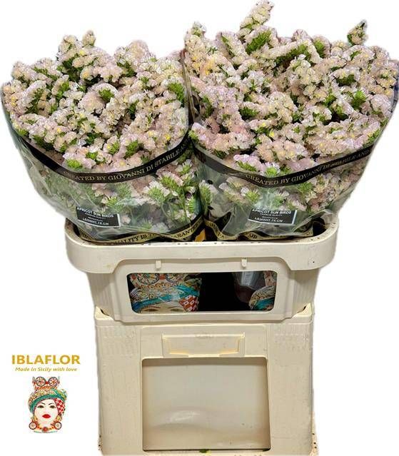 Статица Априкот Сан Бердс 75, шт.