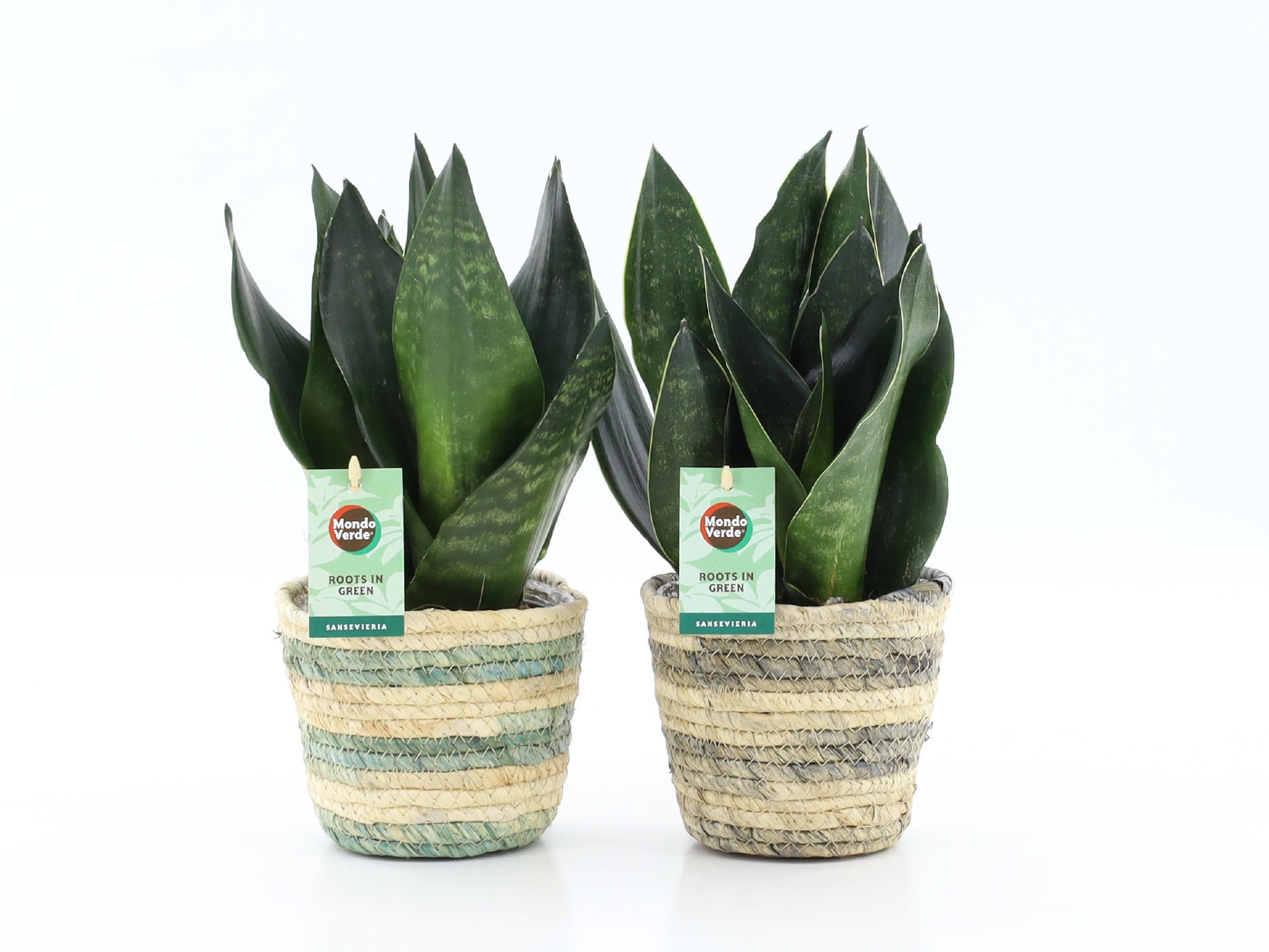Sansevieria Black Diamond in Noah Lines, D 14