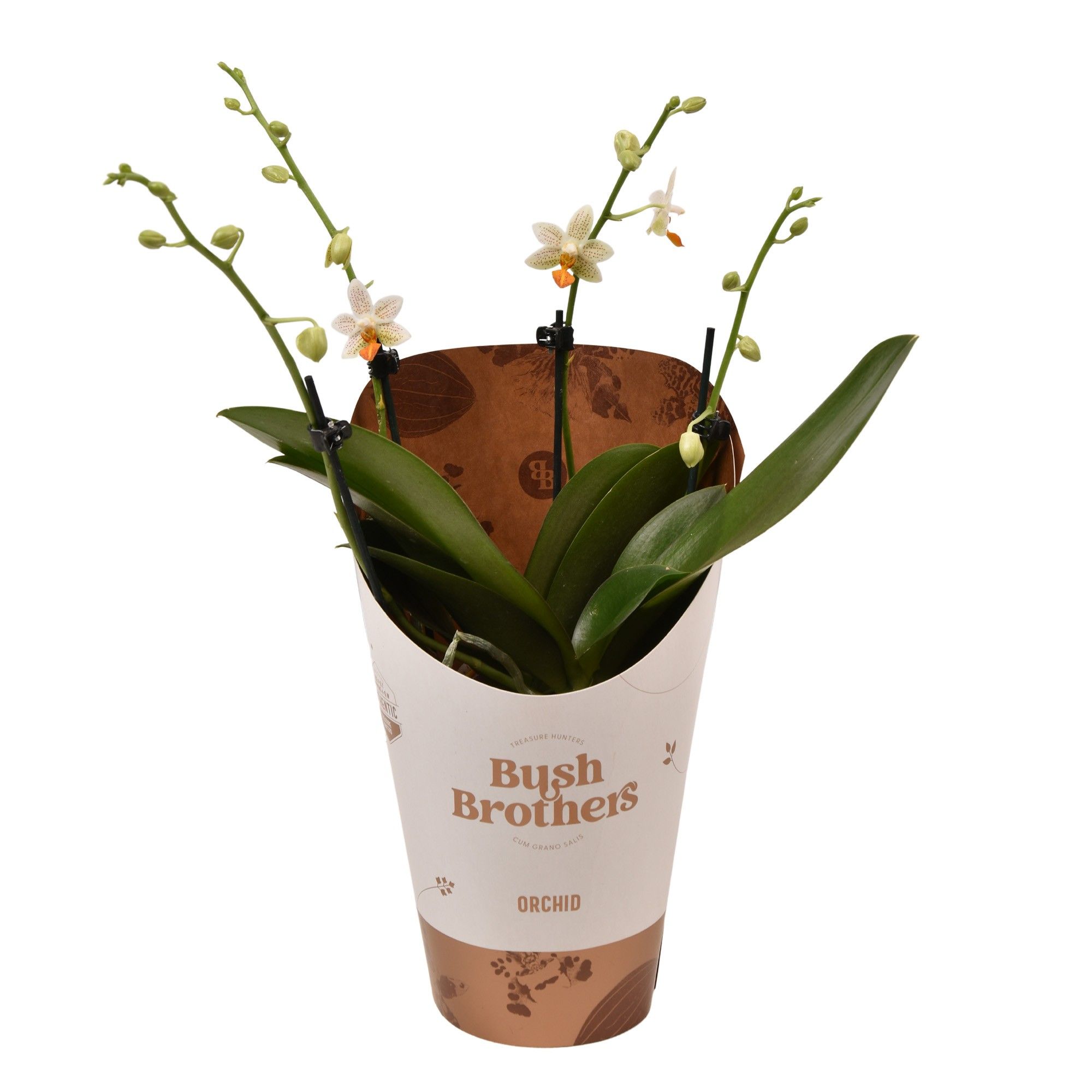 Phalaenopsis minimark 12 cm 2 tak, D 12