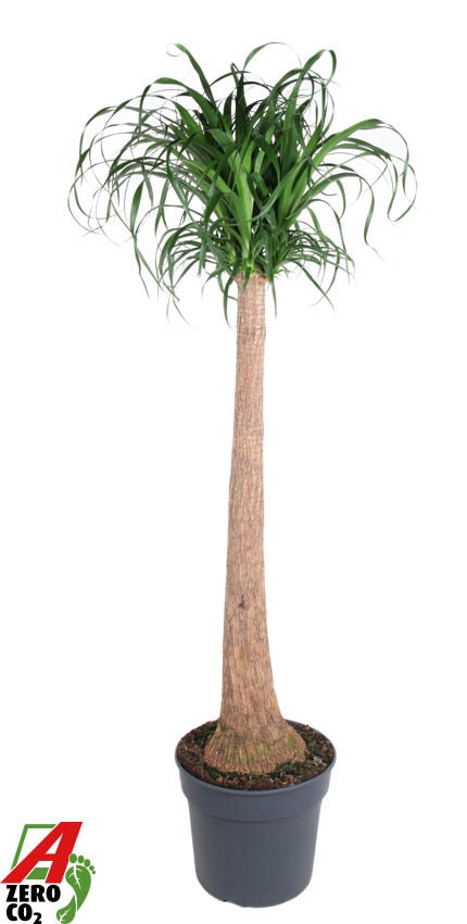 Beaucarnea stam P40 - 4ft, D 40