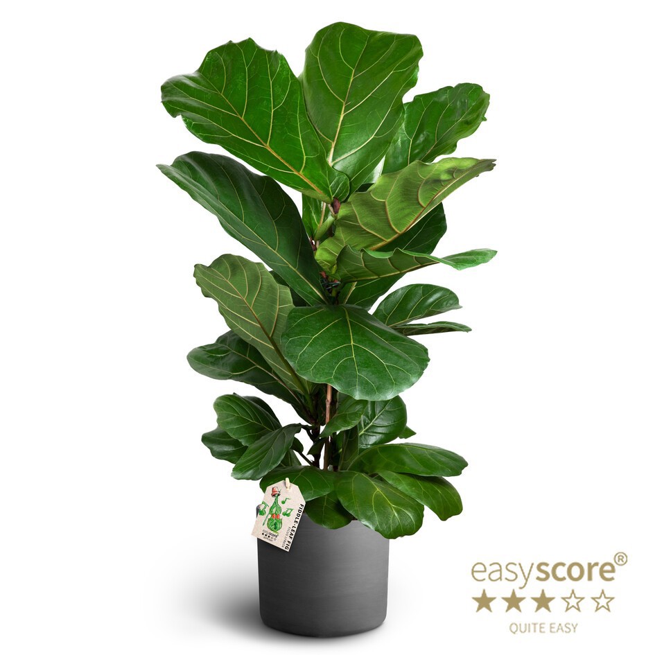 Raw Black, Ficus lyrata, D 26