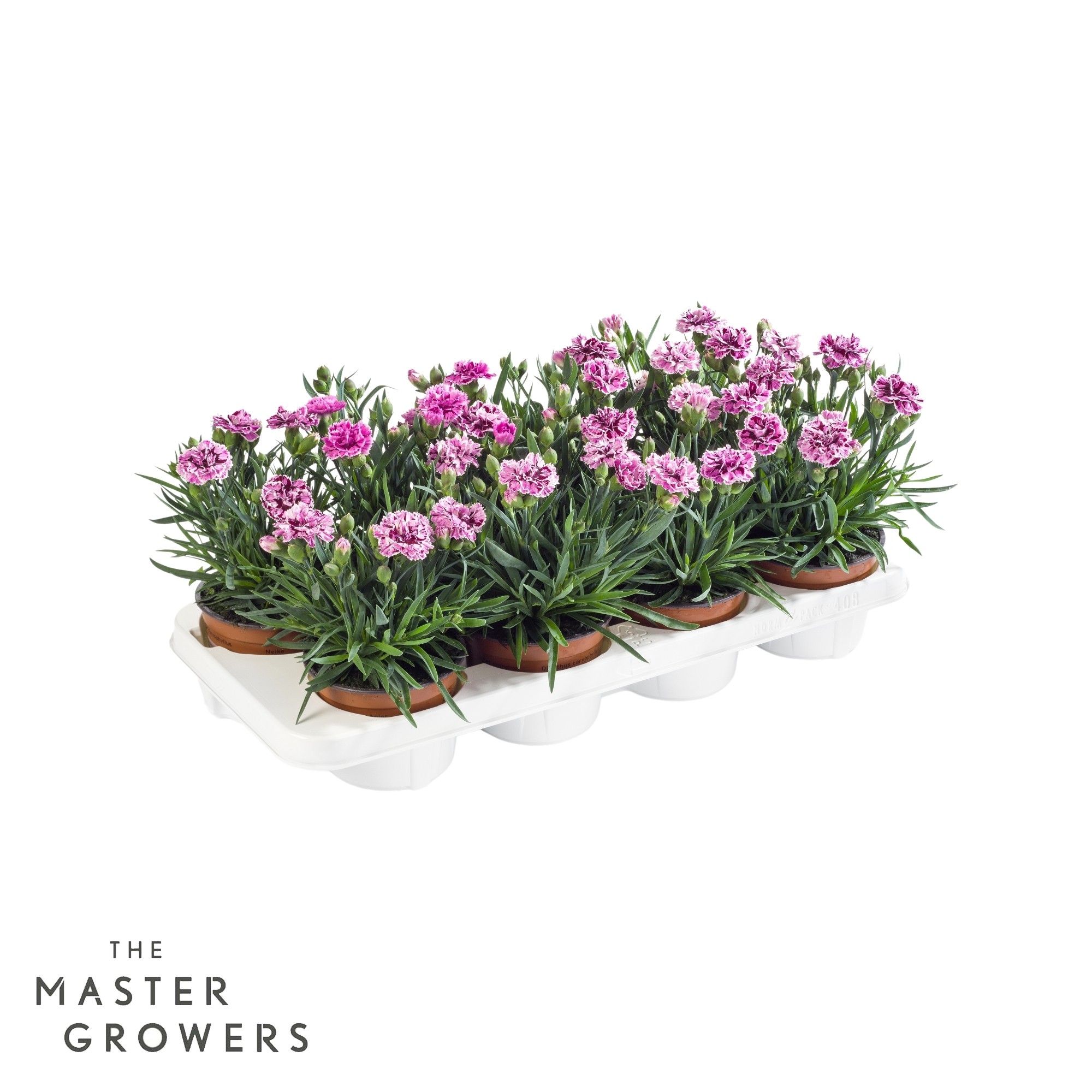 Dianthus caryophyllus 'Sissy', D 12