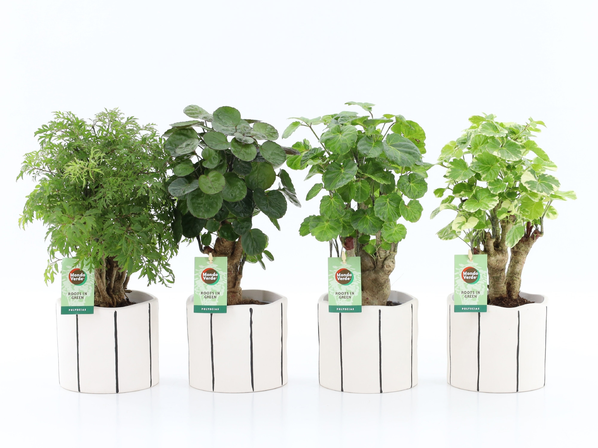 Polyscias Mix 12cm in Banksy keramiek, D 13