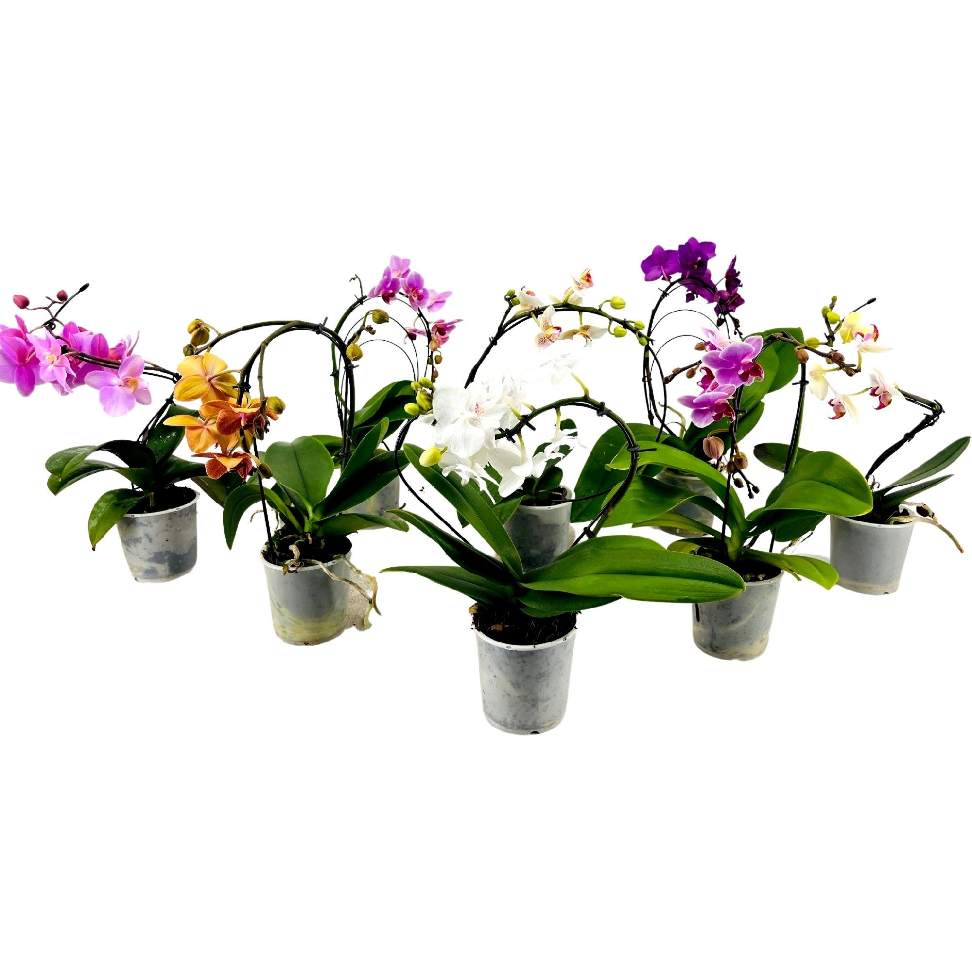 Phalaenopsis gemengd (1 tak) in Shape mix, D 9