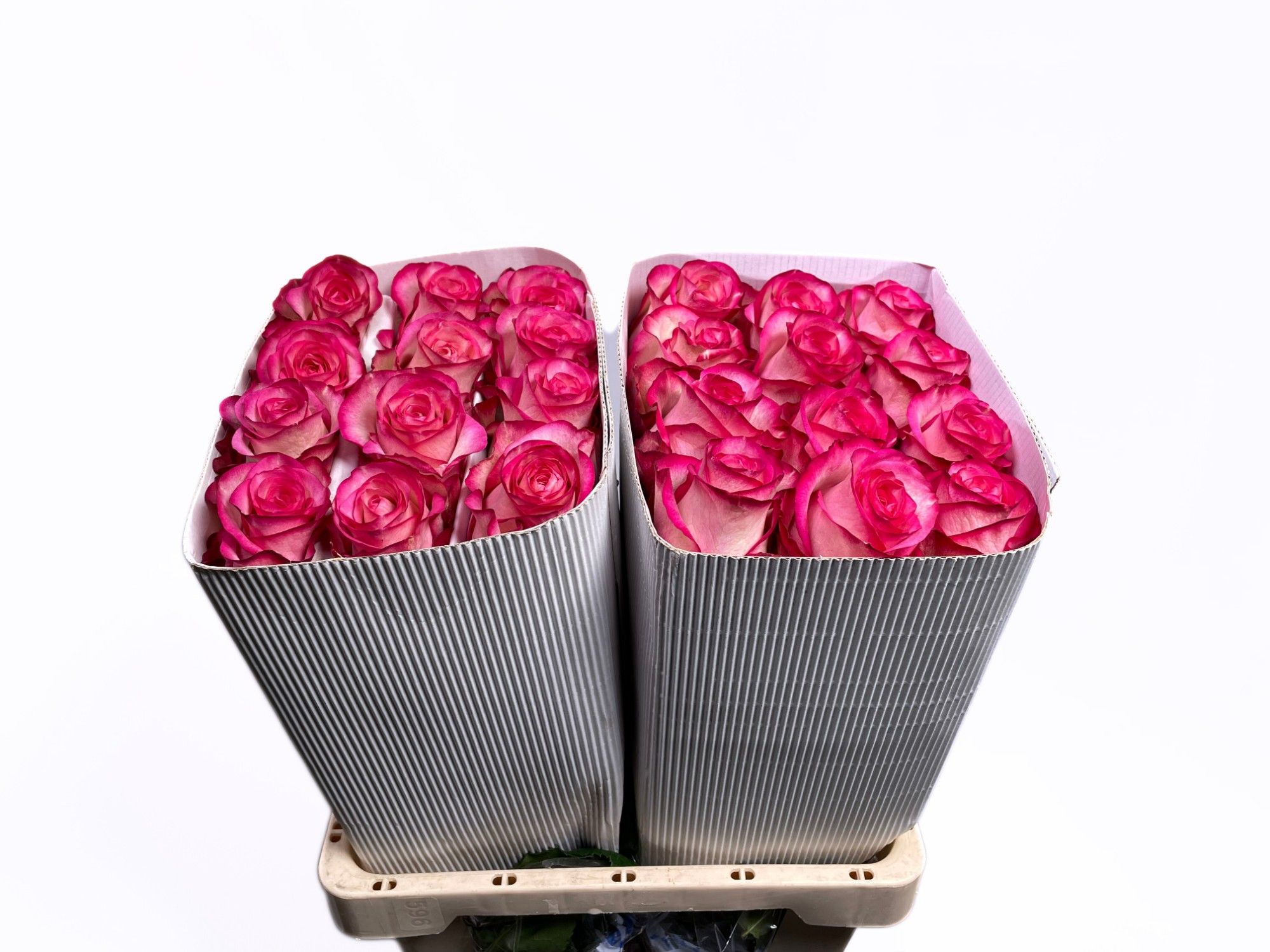 Роза од. Карусель 60, шт.