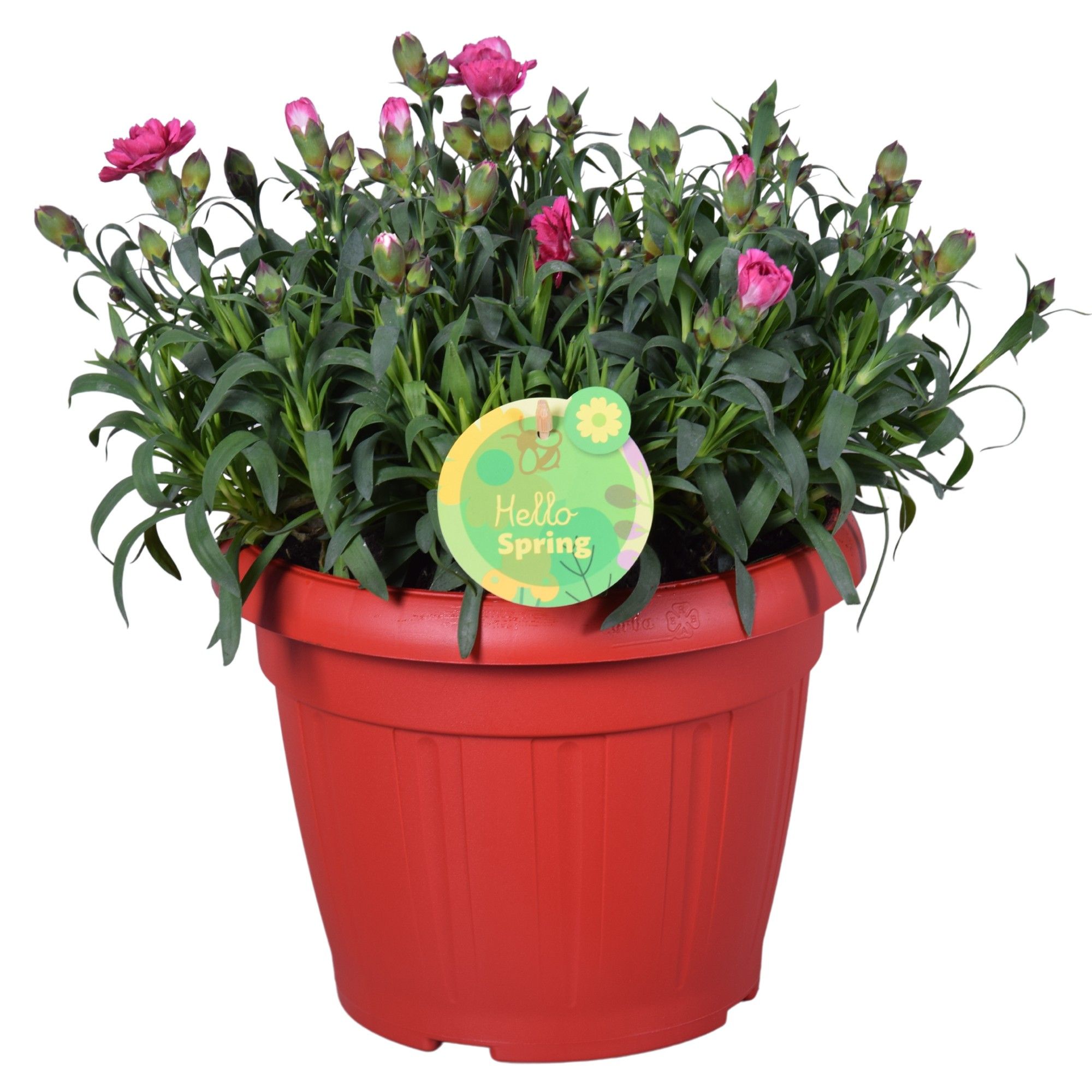 Hello Spring Dianthus Oscar rood in Patiopot ton sur ton, D 22