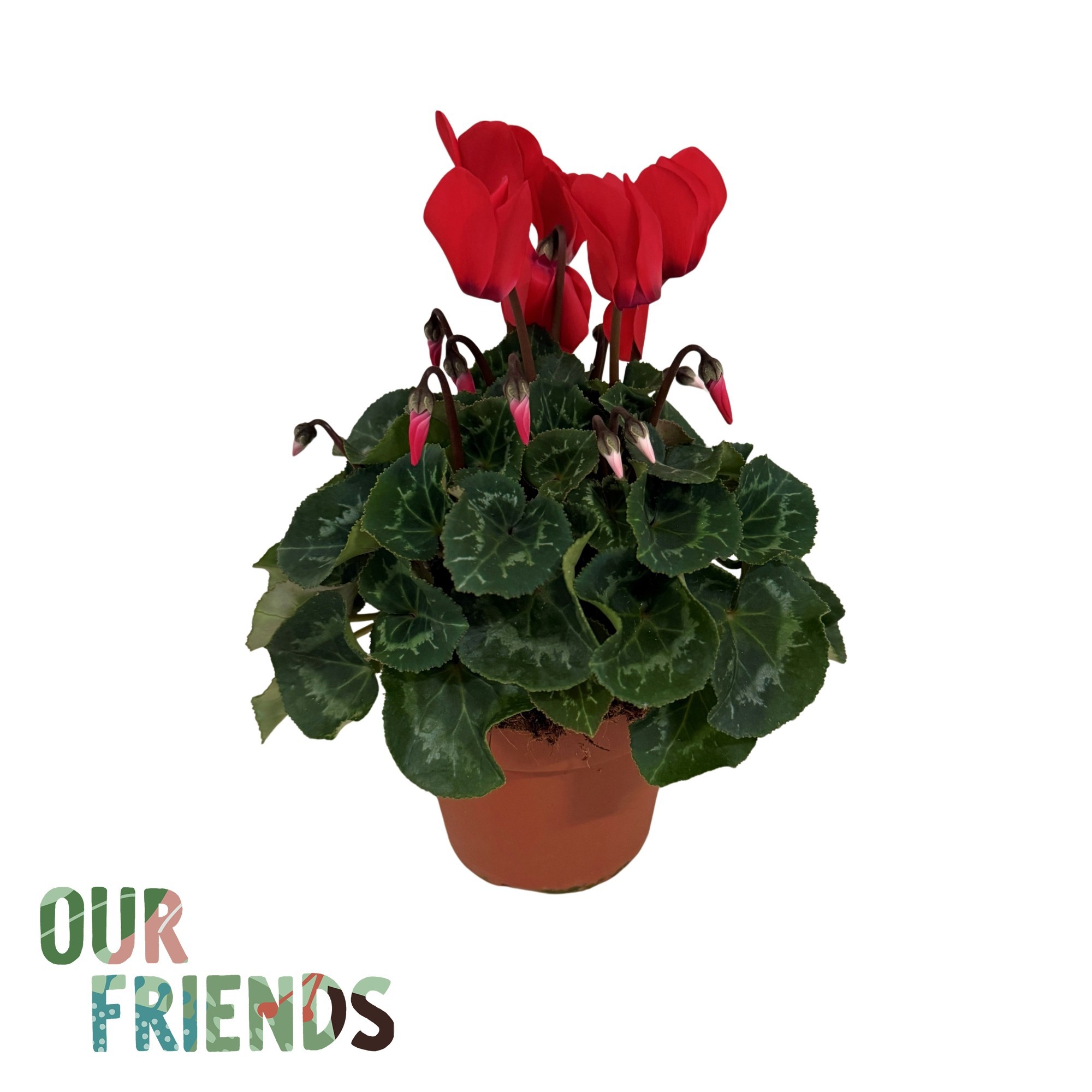 Cyclamen Elegante Red | Our Friends, D 12 cm