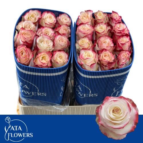 Роза од. Свитнесс 60, шт.