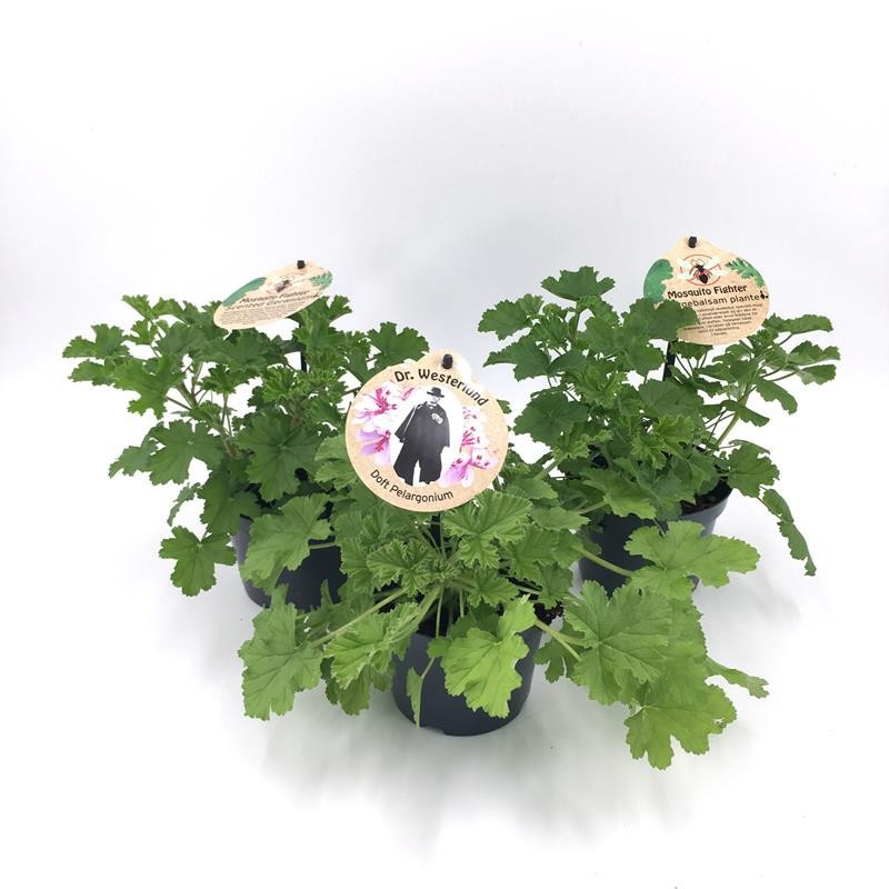 PELARGONIUM GRAVEOLENS H701, D 12 cm