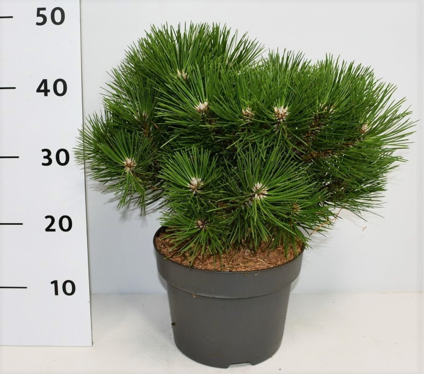 Pinus nigra 'Nana', D 23