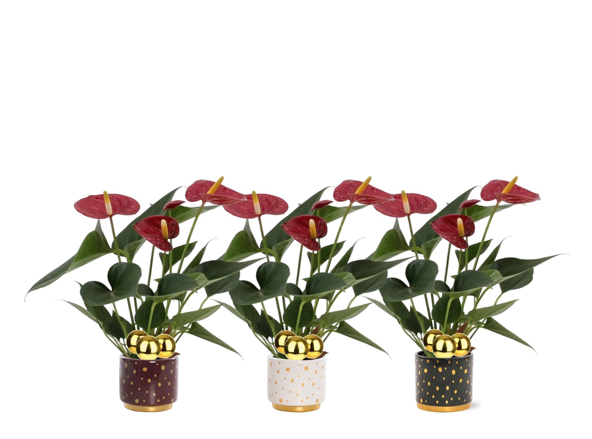 Anthurium 7 cm Diamond Red in Sparkle ceramics + stabber, D 7