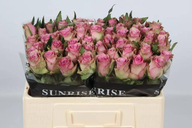 Роза од. Флирт 50, шт.