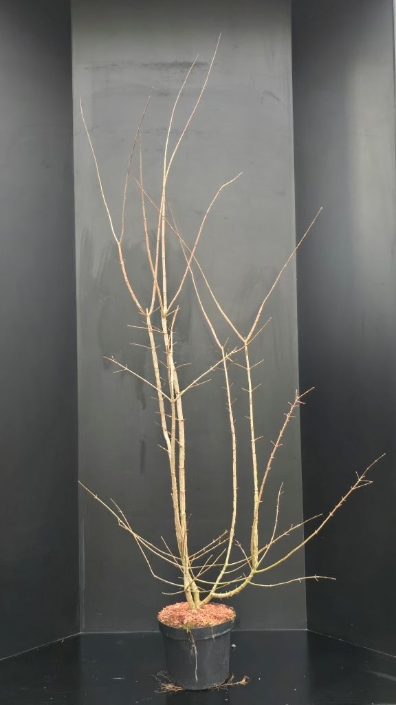 Acer campestre, D 29