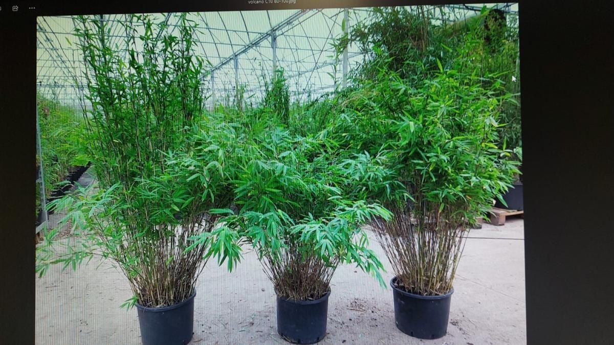 Fargesia nitida 'Volcano', D 35