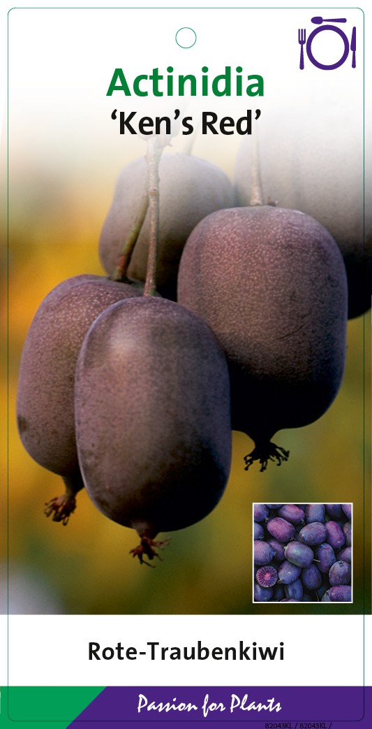 Actinidia arguta 'Ken's Red' 80CMC2, D 17 cm