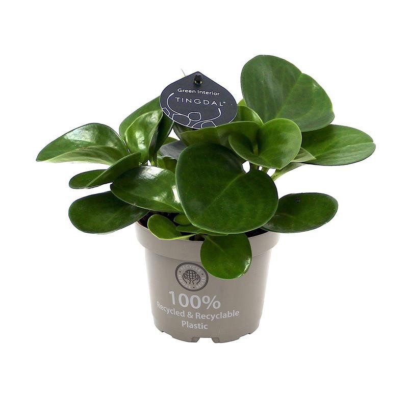 PEPEROMIA OBTUSIFOLIA 'GREEN', D 12 cm