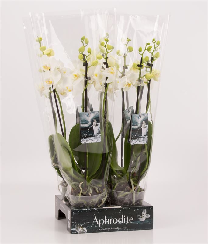 Phalaenopsis overig wit 3 tak wit Goddess, D 12