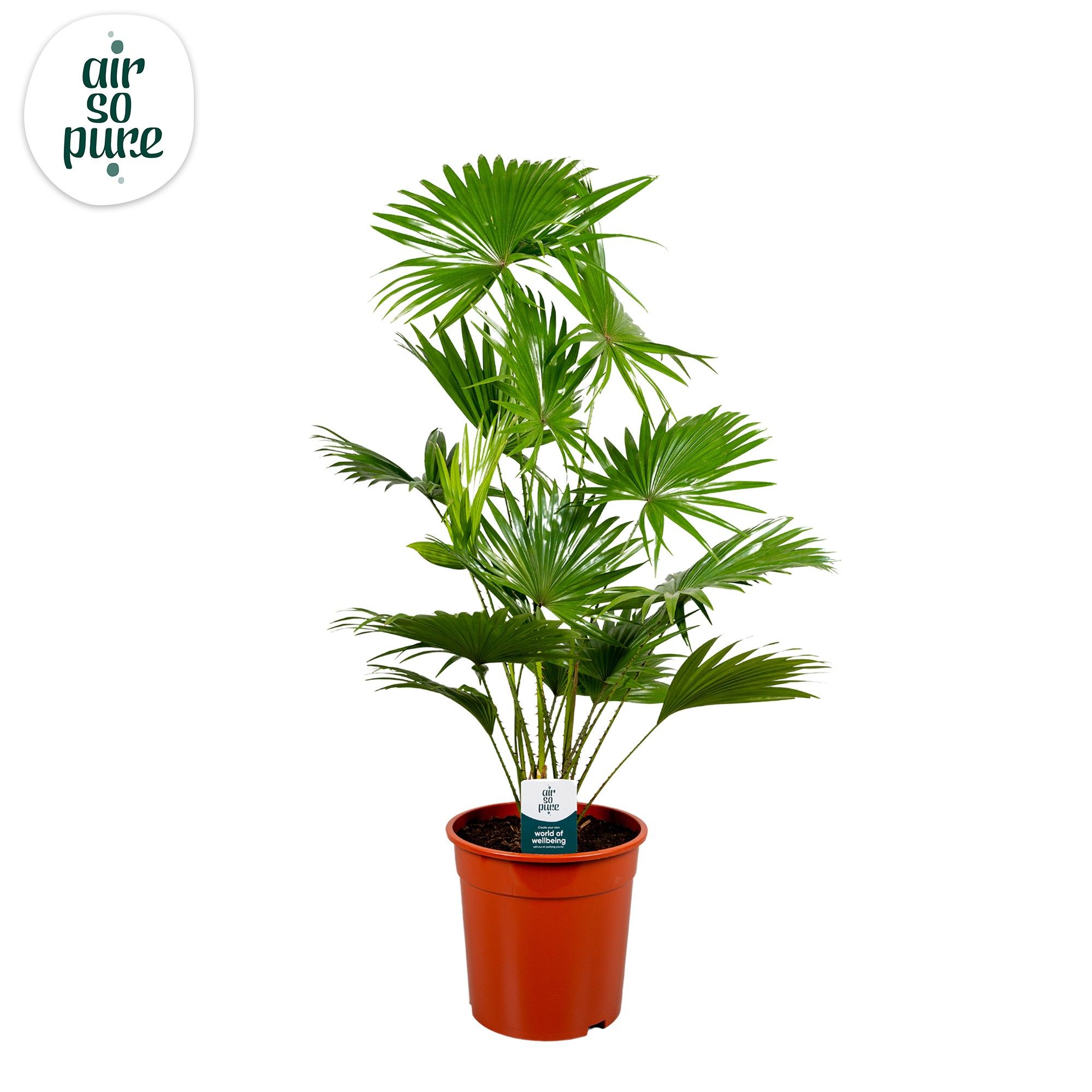 Livistona Rotundifolia 24 cm Air so pure, D 24 cm Livistona Rotundifolia 24 cm Air so pure, D 24 cm